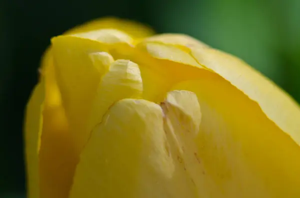 Natur Abstrakt Die Zarten Gelben Tulpenblätter Des Frühlings Aus Der — Stockfoto