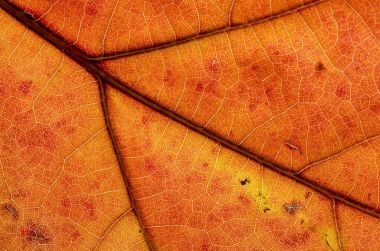 Doğa Özet: Hücreleri ve renkli bir sonbahar yaprak damarları