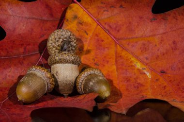 Meşe palamutları güz yaprakları üzerinde dinlenme topluluğu