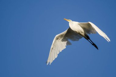 Mavi gökyüzünde uçan büyük ak balıkçıl