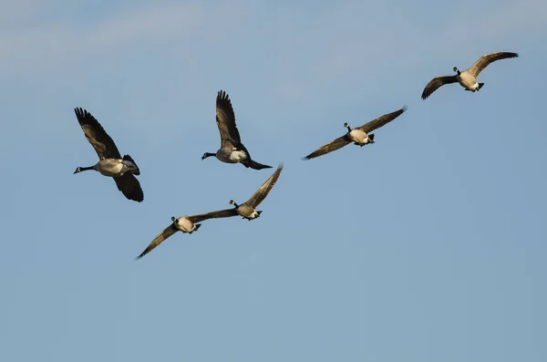 加拿大雁群在蓝天中飞翔 — 图库照片