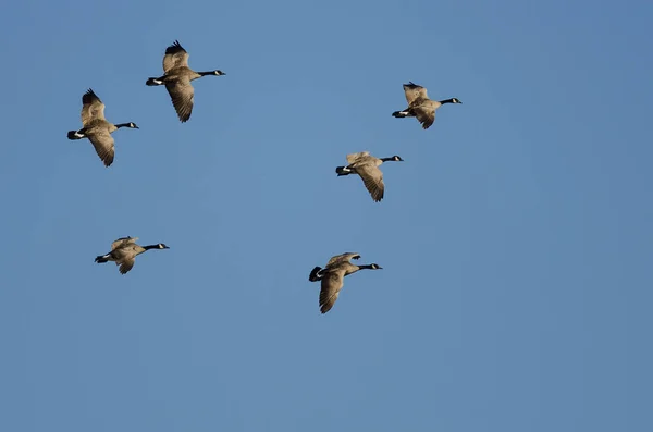 Flock Canada Gäss Som Flyger Blå Himmel — Stockfoto
