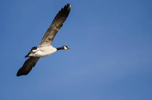 Osamělý Canada Goose Létání Modré Obloze — Stock fotografie