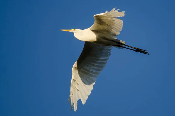 Great Egret Flying Blue Sky — Stock Photo, Image