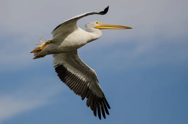 Branco Americano Branco Pelicano Voando Céu Azul — Fotografia de Stock