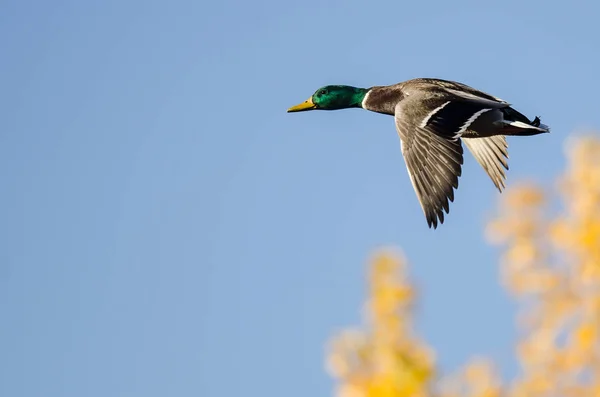 Mannelijke Mallard Duck Vliegen Langs Gouden Herfst Bomen — Stockfoto