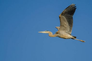 Büyük Mavi Balıkçıl Mavi Gökte Uçuyor