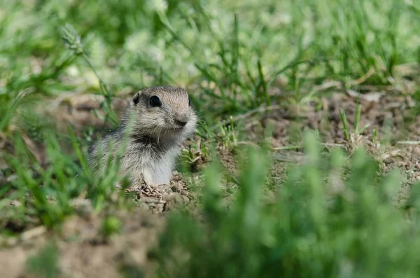 Wachsames Kleines Erdhörnchen Das Über Den Rand Seiner Heimat Blickt — Stockfoto