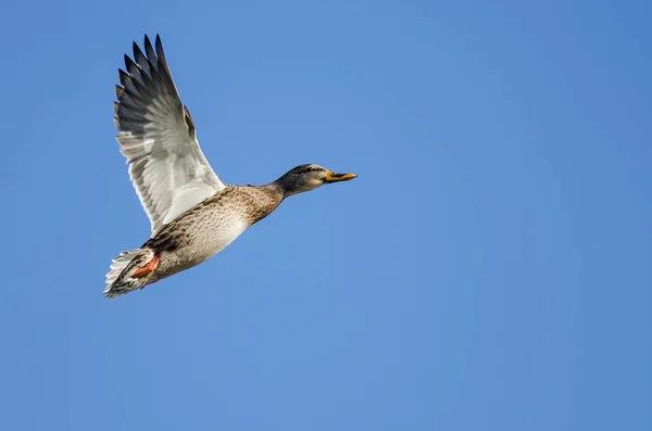 Mallard Duck Flyger Blå Himmel — Stockfoto