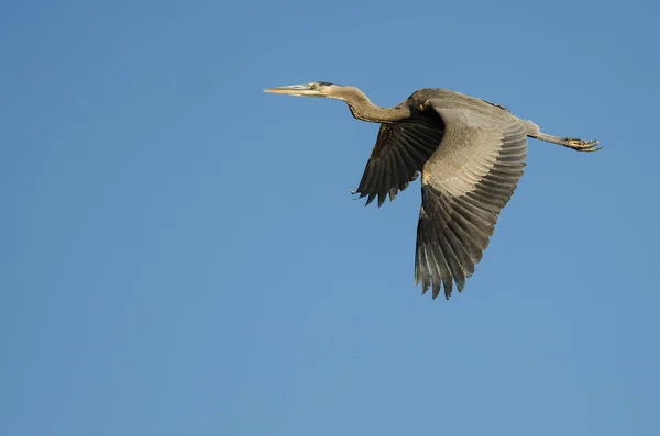 Grande Garça Azul Voando Céu Azul — Fotografia de Stock