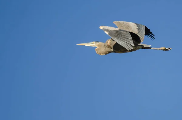 Grande Garça Azul Voando Céu Azul — Fotografia de Stock