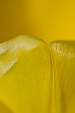 Doğa Özet: Bahar narin Sarı Lale taçyapraklarını yakından bakmak