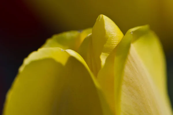 Natur Abstrakt Die Zarten Gelben Tulpenblätter Des Frühlings Aus Der — Stockfoto