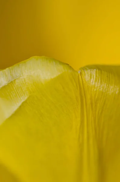 Natur Abstrakt Die Zarten Gelben Tulpenblätter Des Frühlings Aus Der — Stockfoto