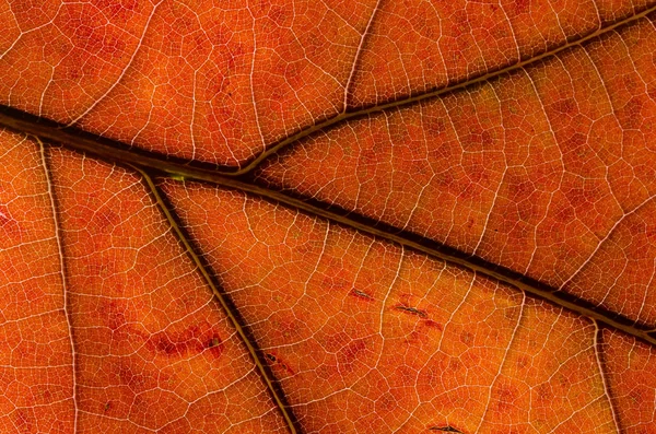 Nature Abstract Cells Veins Colorful Autumn Leaf — Stock Photo, Image