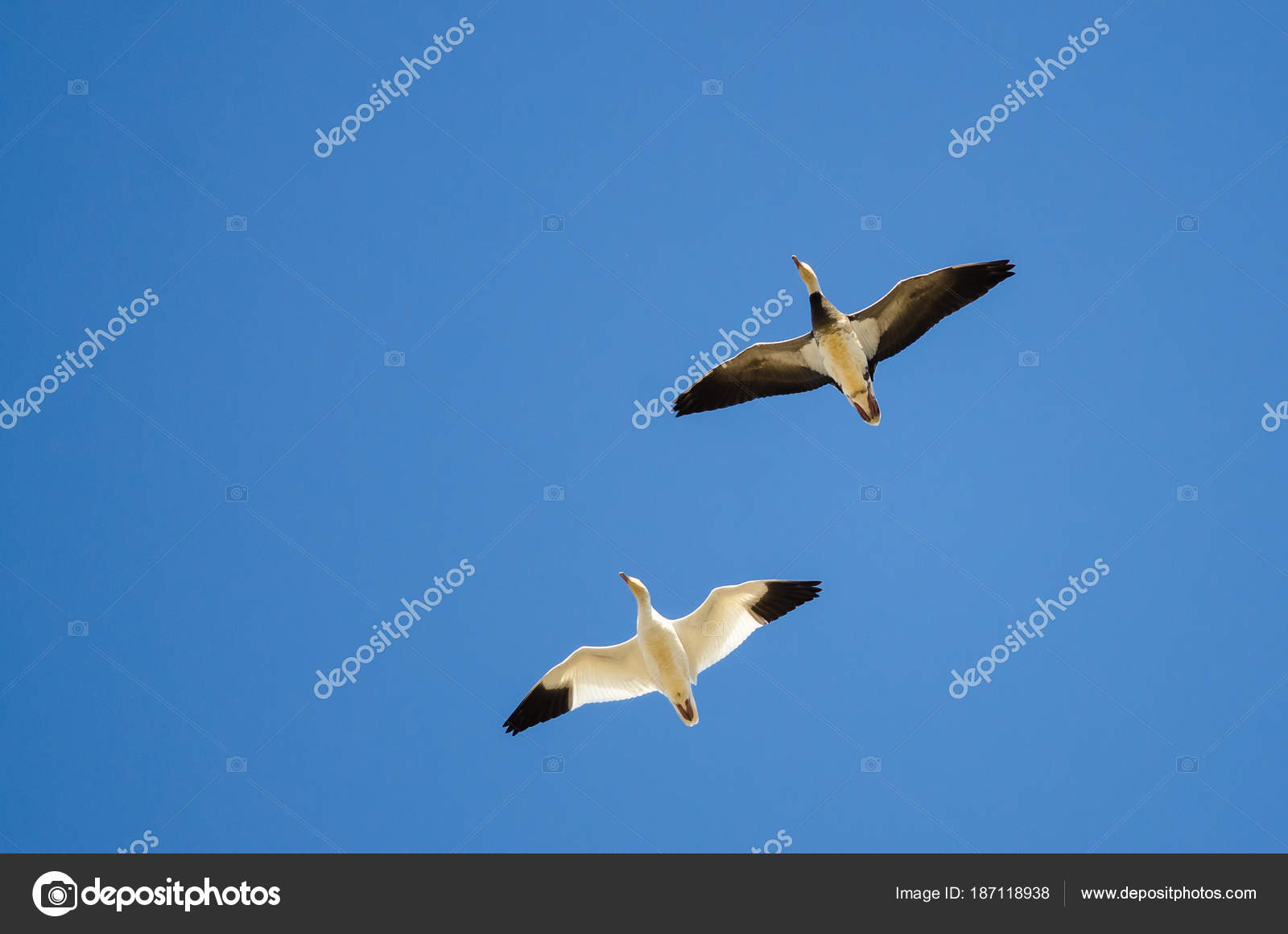 The Last Flight of the Blue Goose