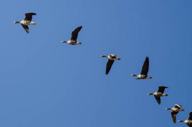 Büyük beyaz - Sakarca bir mavi gökyüzünde uçan kaz sürüsü
