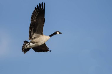 Yalnız Kanada Kaz 'ı Mavi Gökte Uçuyor