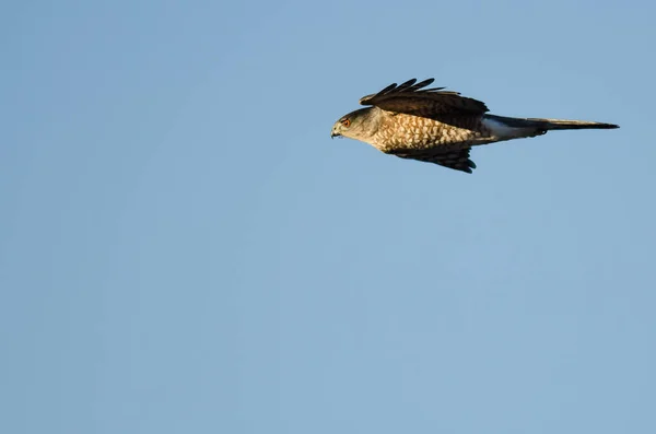 Sharp Shinned Havik Vliegen Een Blauwe Hemel — Stockfoto