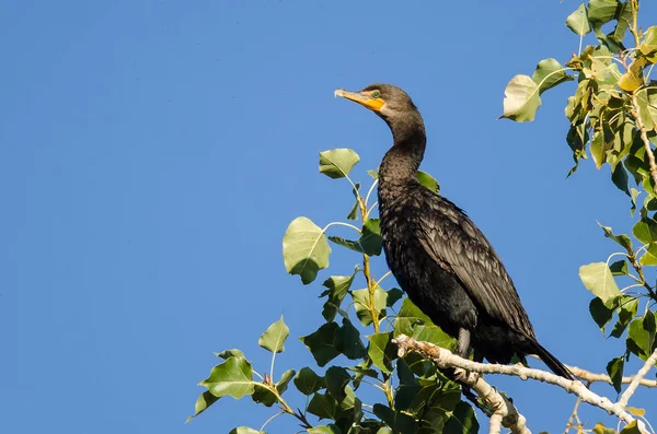 Dubbel Crested Aalscholver Zat Hoog Een Boom — Stockfoto