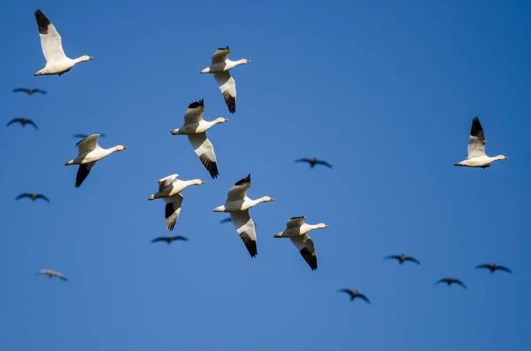 Schwarm Schneegänse Fliegt Einen Blauen Himmel — Stockfoto