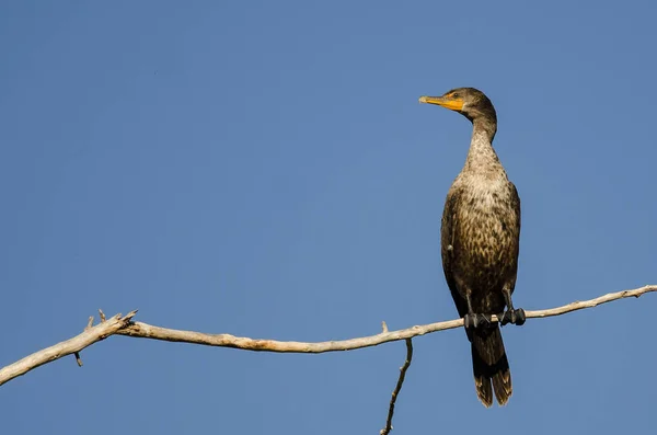 Young Double Crested Cormorant Perched Tall Tree — Stock Photo, Image