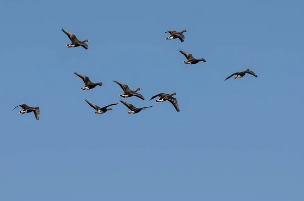 Bandada Gansos Fachada Blanca Volando Cielo Azul —  Fotos de Stock