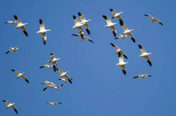 Kawanan Snow Geese Flying Langit Biru — Stok Foto