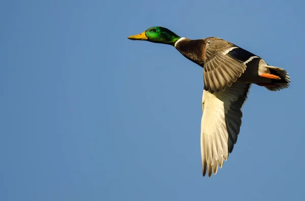 Pato Mallard Solitario Volando Cielo Azul — Foto de Stock