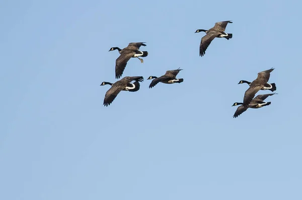 Troupeau Oies Canada Volant Dans Ciel Bleu — Photo