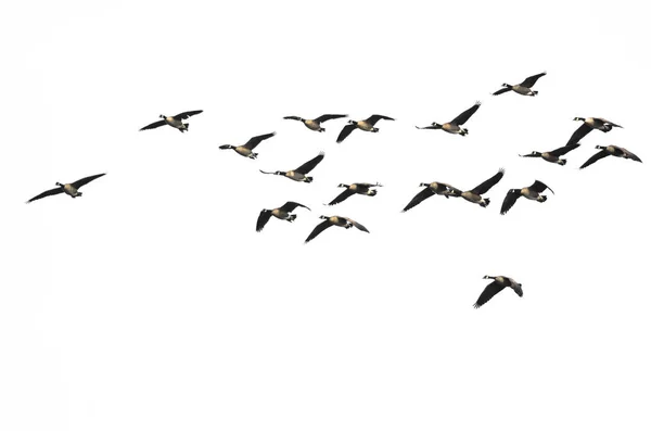 大群的加拿大鹅在白色的背景上飞行 — 图库照片