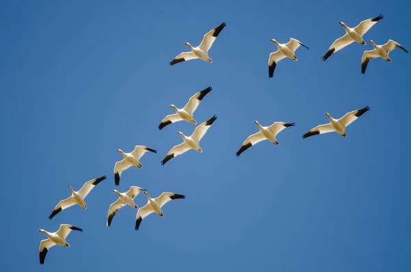 Kleine Kudde Van Sneeuw Ganzen Vliegen Een Blauwe Hemel — Stockfoto