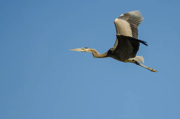 Great Blue Heron Flying Blue Sky — Stock Photo, Image