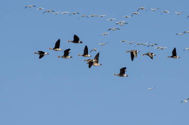 Büyük beyaz - Sakarca kar kazı arasında uçan kaz