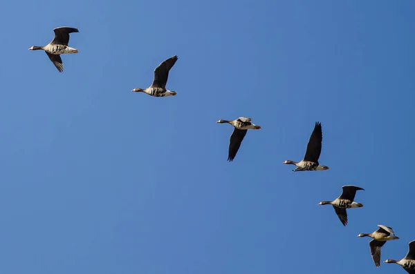 Büyük Beyaz Sakarca Bir Mavi Gökyüzünde Uçan Kaz Sürüsü — Stok fotoğraf