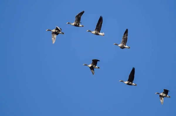 Bandada Gansos Fachada Blanca Volando Cielo Azul —  Fotos de Stock