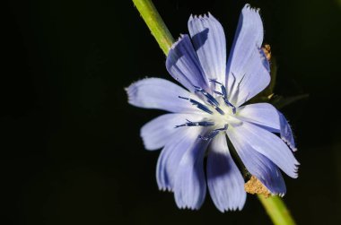 Küçük mavi çiçek gururla görüntüleniyor onun ercik sabah ışığında