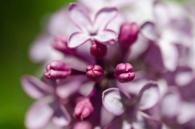 Erken ilkbaharda çiçek açan hassas leylak çiçeği