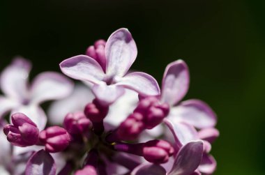 Erken ilkbaharda çiçek açan hassas leylak çiçeği