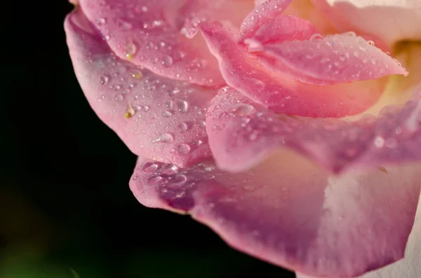 Nature Abstract Perdus Dans Les Plis Doux Délicate Rose — Photo