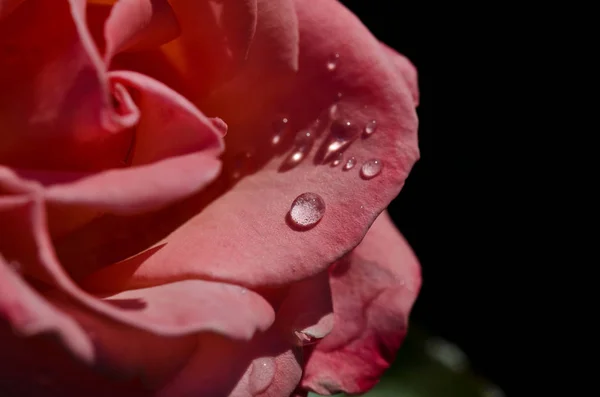 Kropli Wody Delikatne Płatek Róży Delikatna — Zdjęcie stockowe