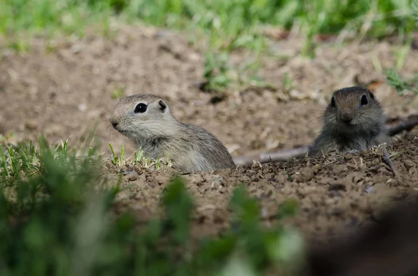 Deux Petits Écureuils Terrestres Regardant Dessus Bord Maison — Photo