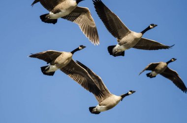 Kanada Kaz Sürüsü Mavi Gökte Uçuyor