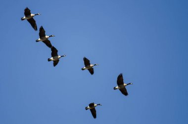 Kanada Kaz Sürüsü Mavi Gökte Uçuyor