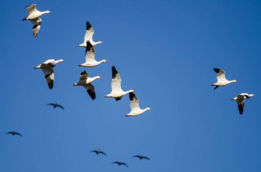 Kar mavi gökyüzünde uçan kaz sürüsü