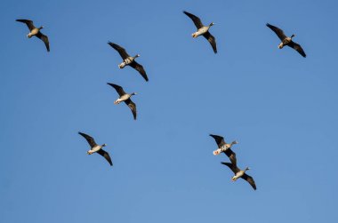 Büyük beyaz - Sakarca bir mavi gökyüzünde uçan kaz sürüsü