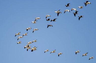 Büyük beyaz - Sakarca kar kazı arasında uçan kaz