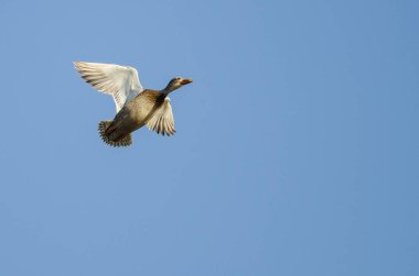Mavi Gökte Uçan Mallard Ördeği