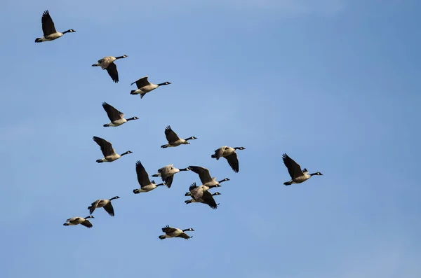 Gran Bandada Gansos Canadá Volando Cielo Azul —  Fotos de Stock