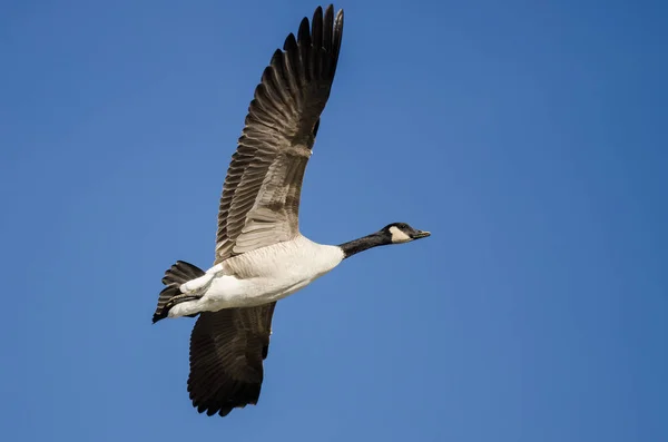 Osamělý Canada Goose Létání Modré Obloze — Stock fotografie